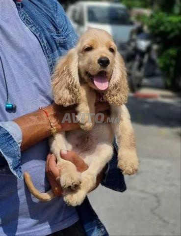 Chiot Cocker Spaniel - 2