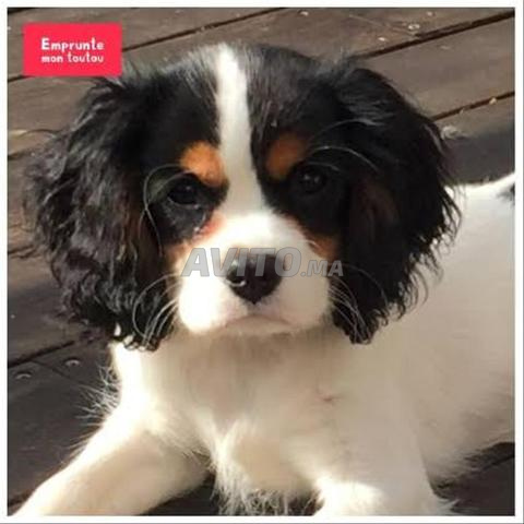 Chiot Cavalier King Charles - 2