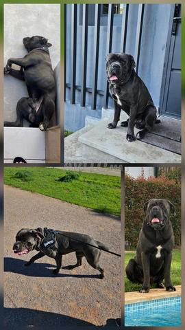 Chien à placer dans une famille - 2