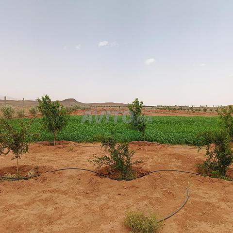 ضيعة فلاحية - 2