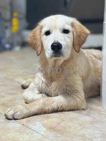 FEMELLE GOLDEN RETRIEVER - 2