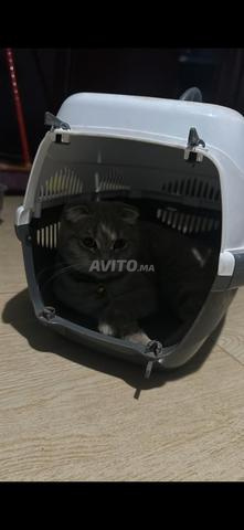 Couple scottish fold - 2