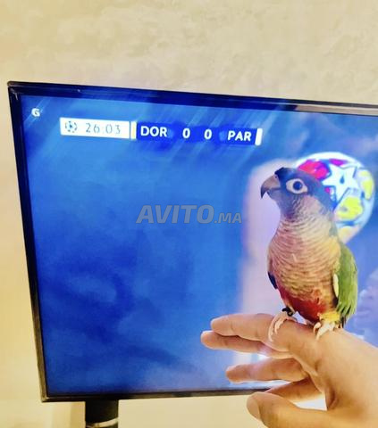 🦜 طائر كونور مولينا للبيع 🦜 - 2