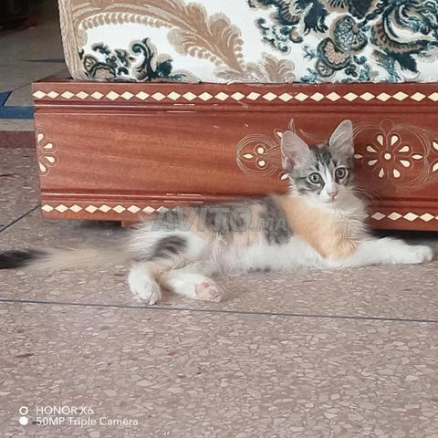 قطة منزلية - 2