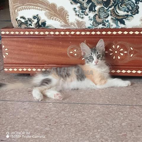 قطة منزلية