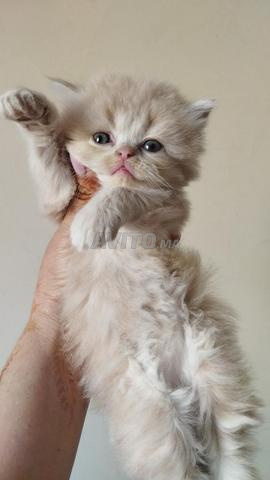 Chatons persans disponibles