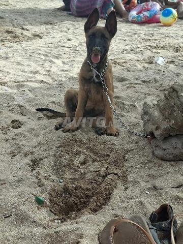 Femelle Malinois 2 mois et demi, contactez Abel à Casa