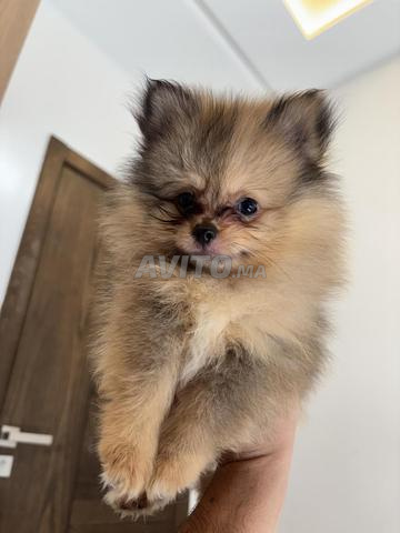 Spitz nain pomeranien Merle - 2
