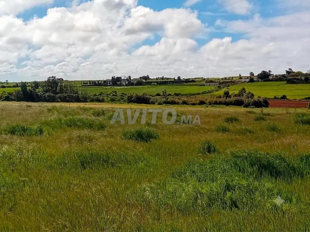 4 hectares à vendre - 2