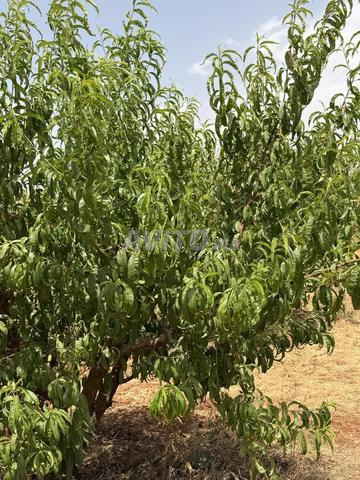 مزرعة للبيع - 2