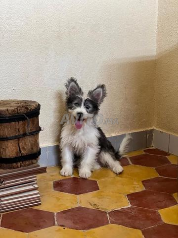 3 petits chiens bichon maltais - 2