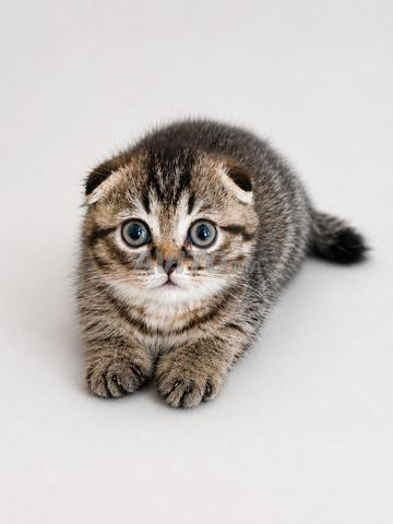 Scottish Fold 💯 pur