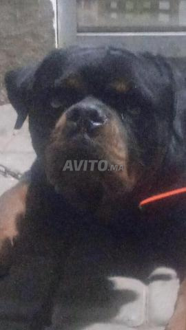 Chien Rottweiler