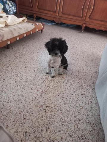 Bichon maltais croisé avec spitz - 2