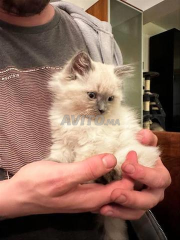 Magnifique bébé chat siamois