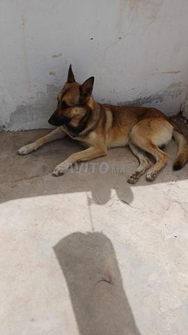 Chien berger allemand