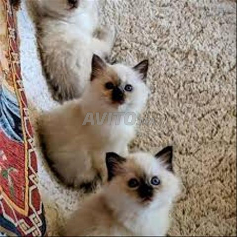 Magnifique bébé chat siamois - 2