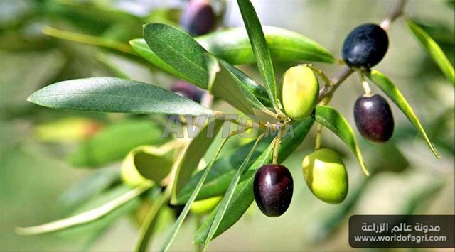 ضيعة فلاحية مجهزة بالكامل للبيع نواحي العرائش - 2
