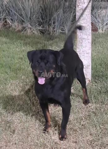 Femelle rottweiler pure race adulte