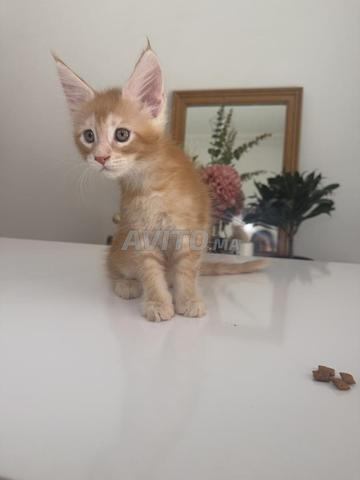 Chaton Maine Coon - 2