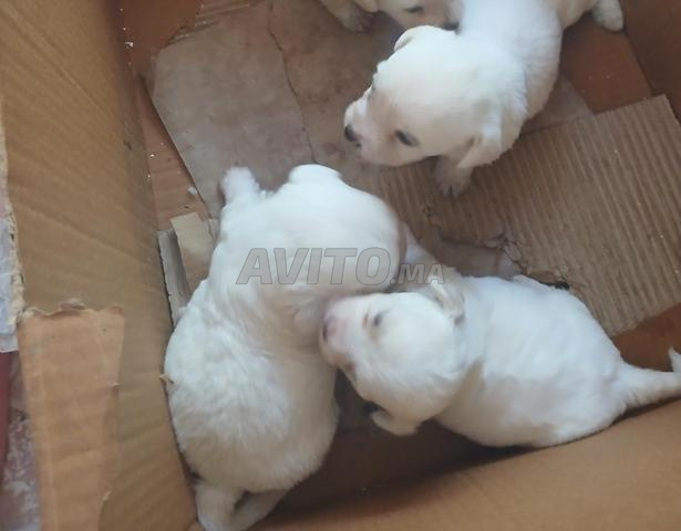 Super Bichon Maltais pure race - 2