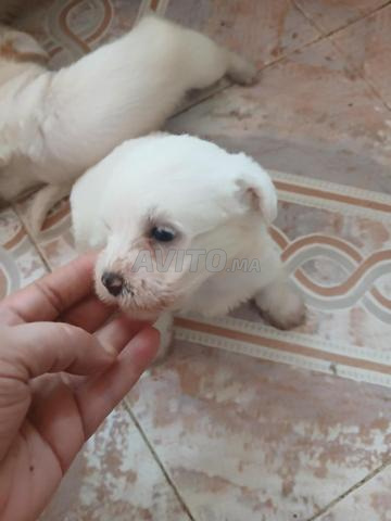 Bichon Maltais pure race - 2