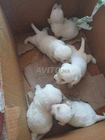 ذكر شيواوا أصيل بصحة جيدة جداً - 2