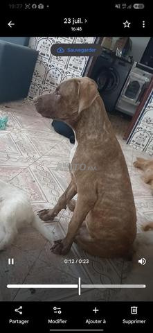 ذكر ريدنوس مطعم ومطهر محدث - 2