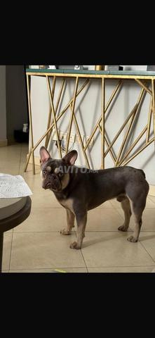 Bouledogue français lilac tan - 2