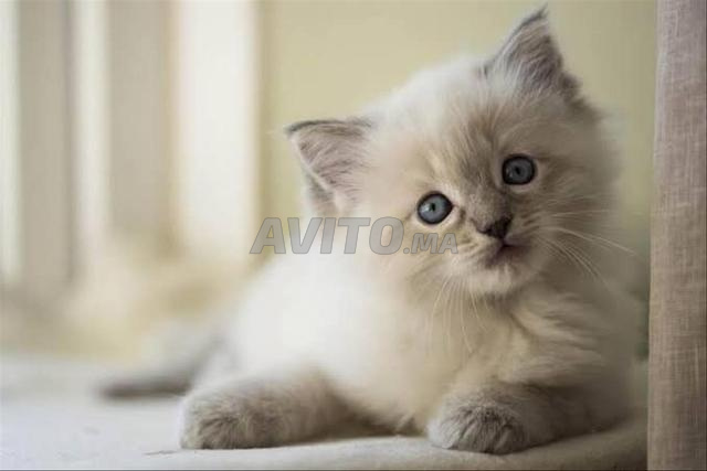 قط رغدول صغير جميل