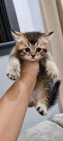 ذكر أو أنثى بريتش شورت هير - 2