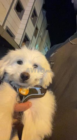 Caniche Bichon - 2