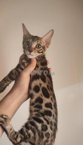 Mâle Bengal - 2