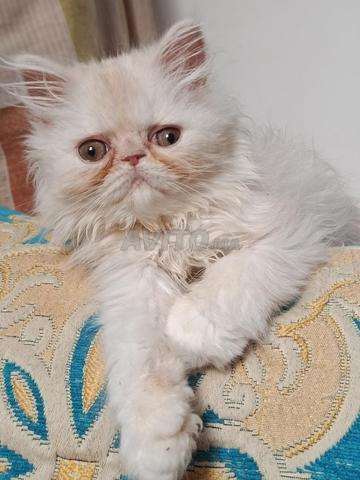 Chaton mâle persan de pure race - 2