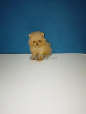 Chiot spitz mâle