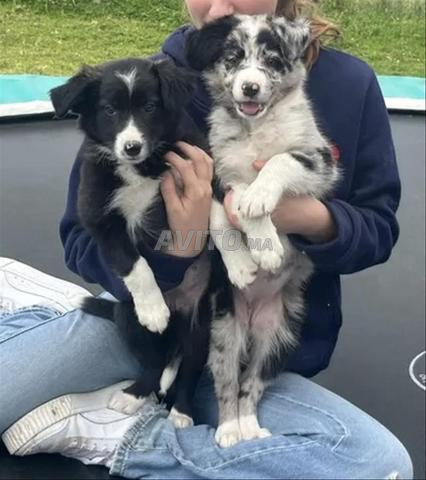 chiots border collie