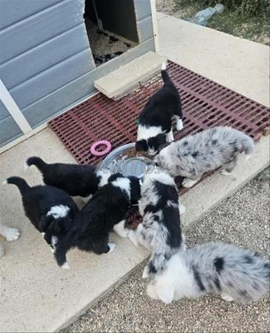 chiots border collie - 2