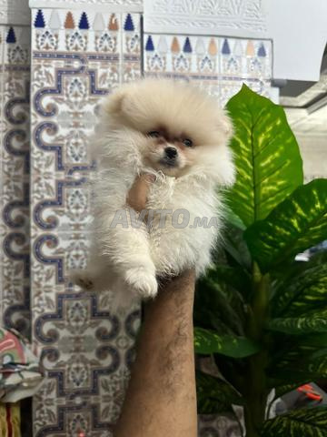 أنثى سبيتز لولو بومرينيان - 2