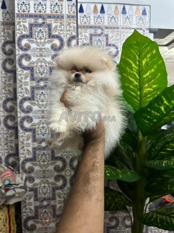 Femelle Spitz Loulou de Poméranie