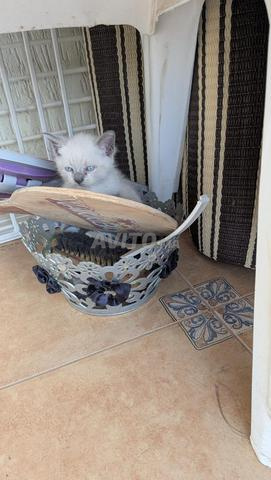 Bébé chat mâle siamois