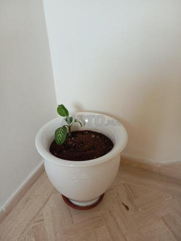 Vente de grands pots de fleurs. - 2