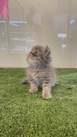 Persian Peke Face