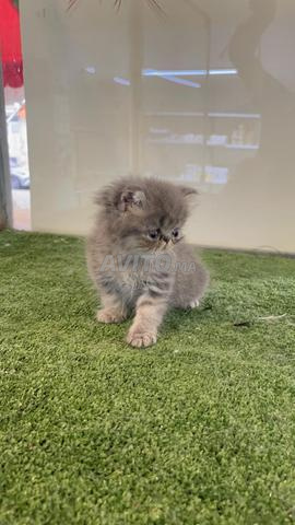 Persian Peke Face