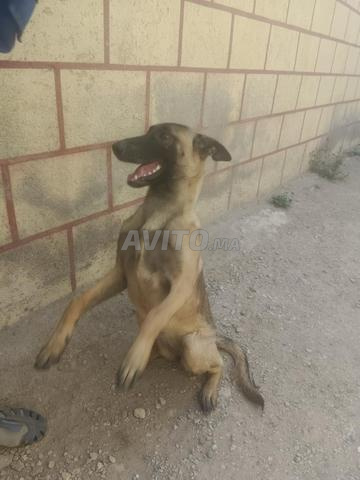 Malinois à vendre