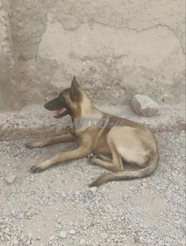 Femelle Malinois pure race