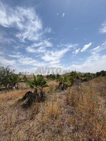 Terrain Melkia à vendre 4 250 m² Ouled Hassoun - 2
