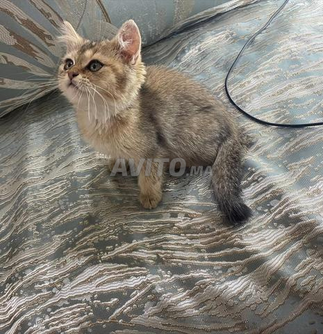 British Shorthair - 2