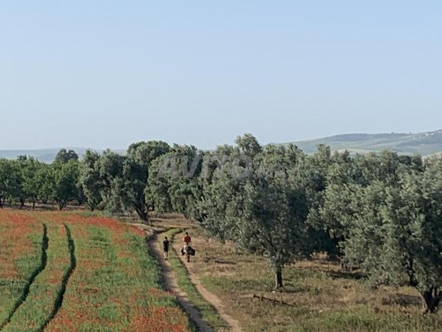 مزرعة زراعية