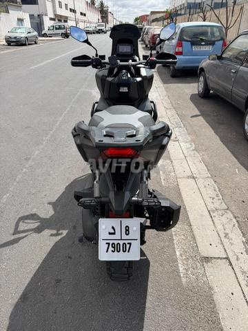 إعلان 350 بقرة جديدة عمرها - 2