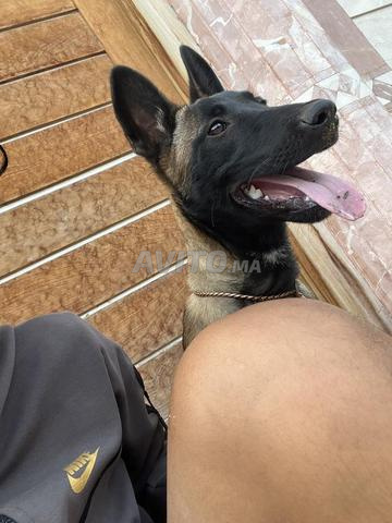 Malinois charbonné 4 mois - 2